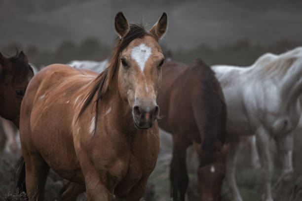 istock Colorful herd of horses running 1404464736