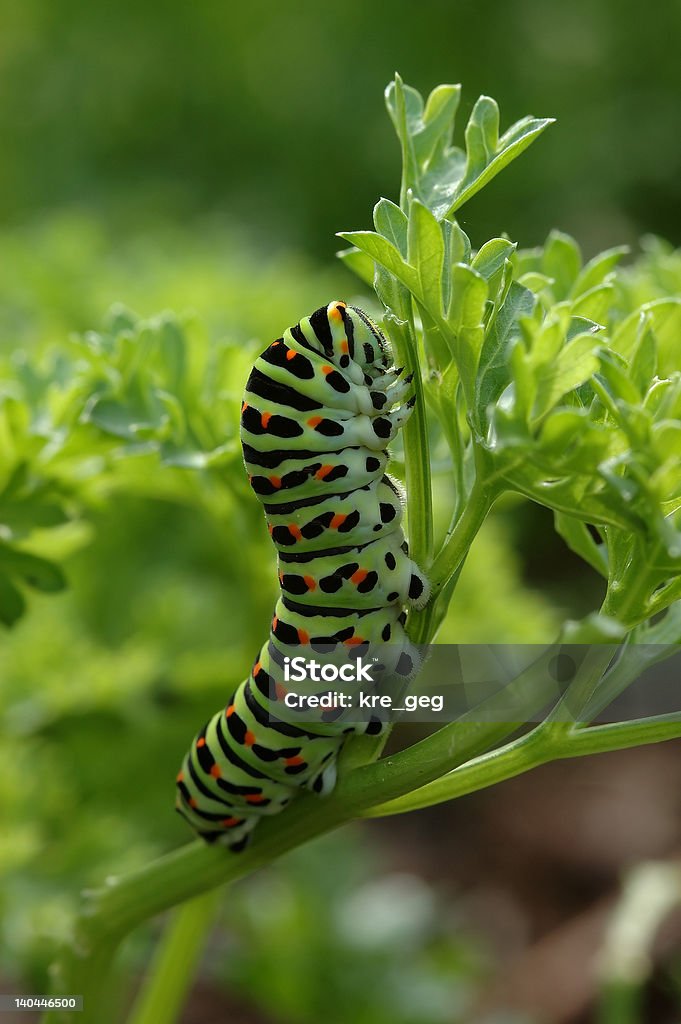 Schwalbenschwanz - Lizenzfrei Blume Stock-Foto