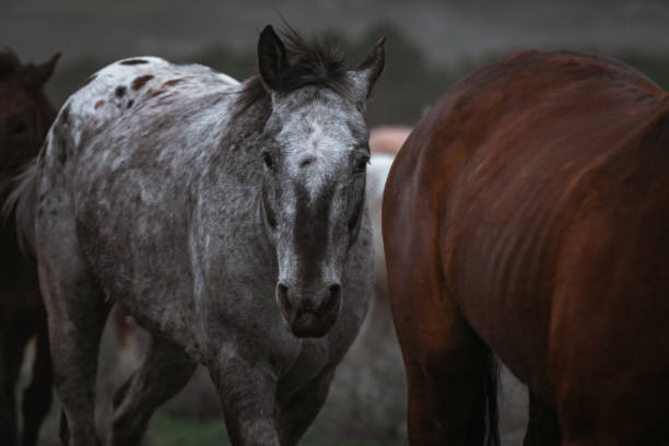 istock Colorful herd of horses running 1404465323