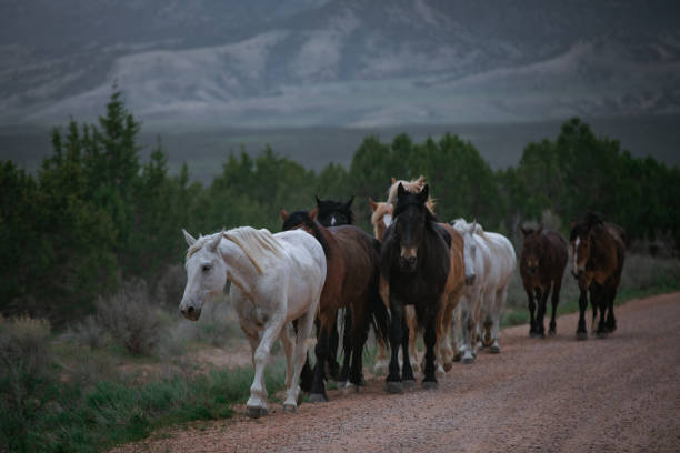 istock Colorful herd of horses running 1404465373