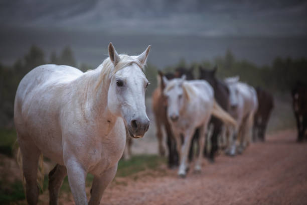 Beautiful ranch horse herd being driven along dusty trails to summer pastures