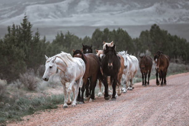istock Colorful herd of horses running 1404465470