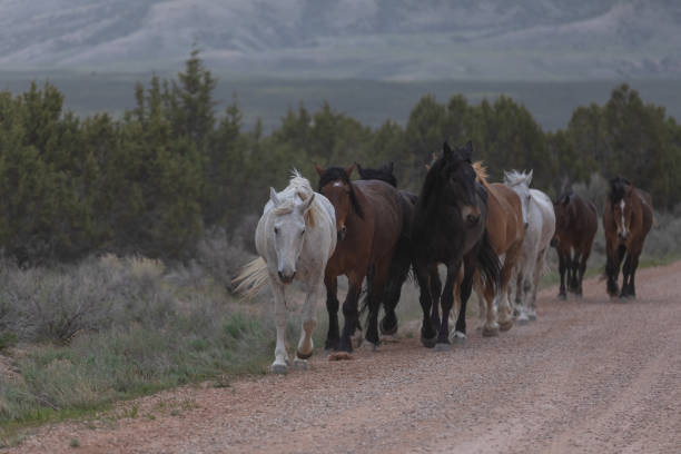 istock Colorful herd of horses running 1404465745