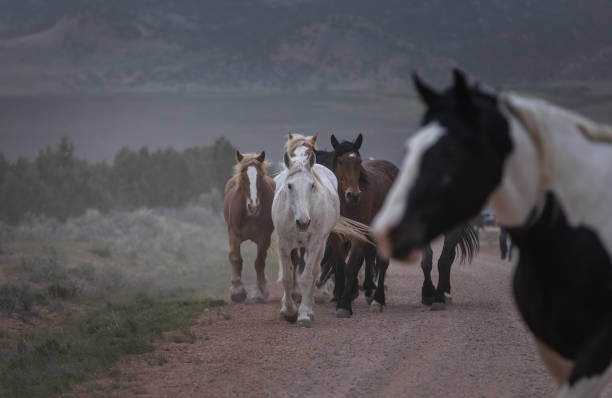 istock Colorful herd of horses running 1404465777