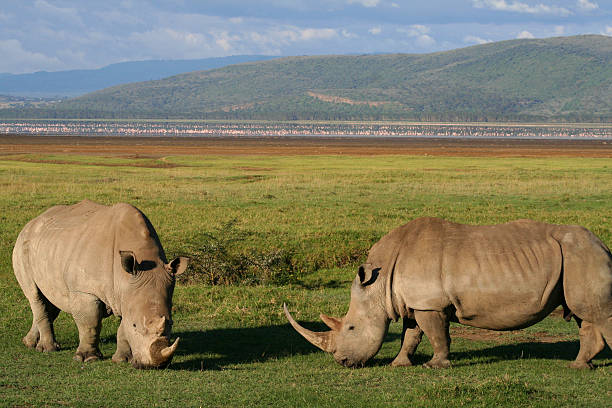 istock Rhino - Lake Nakuru 140446586