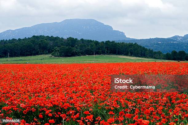 Rojo Con Poppies Foto de stock y más banco de imágenes de Aire libre - Aire libre, Amapola - Planta, Campo - Tierra cultivada