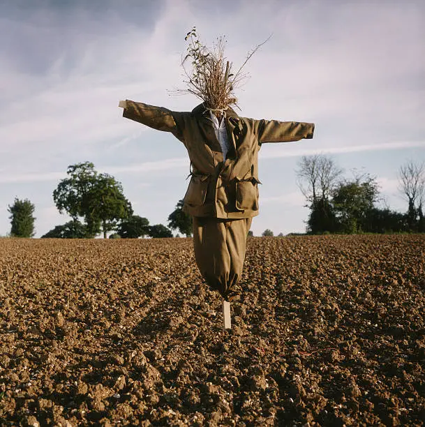Scarecrow in prepared field in golden light. Male outdoor clothing.