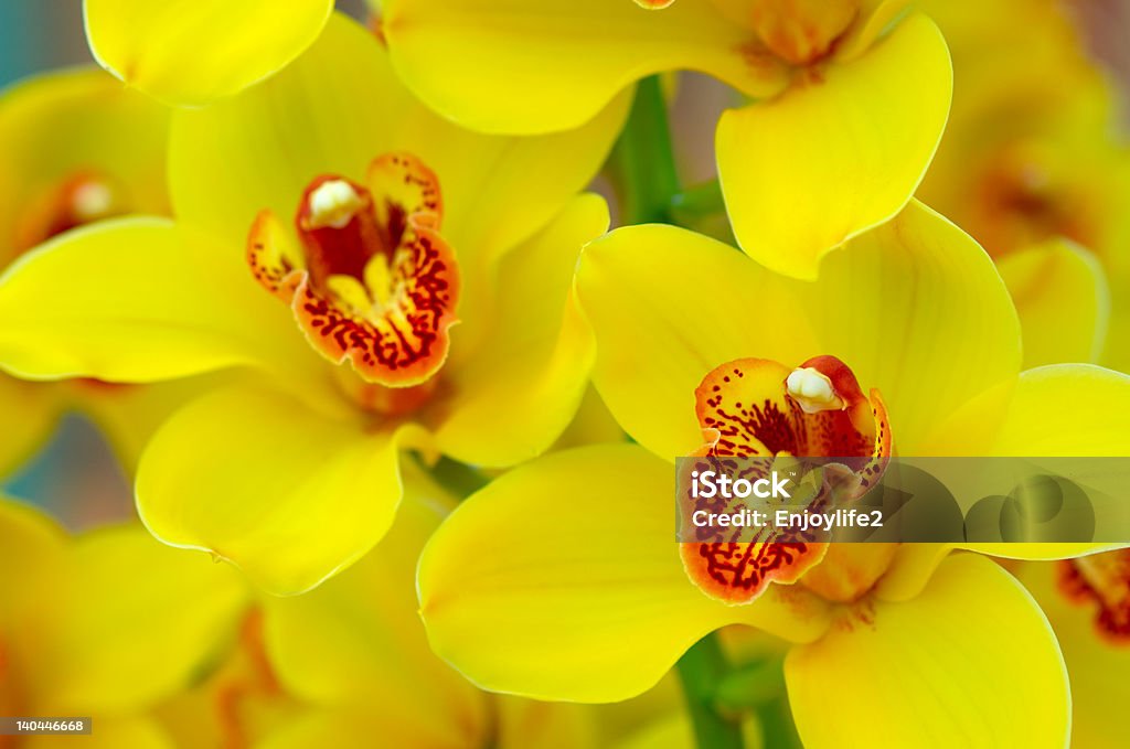 Bunte Orchideen - Lizenzfrei Bildhintergrund Stock-Foto