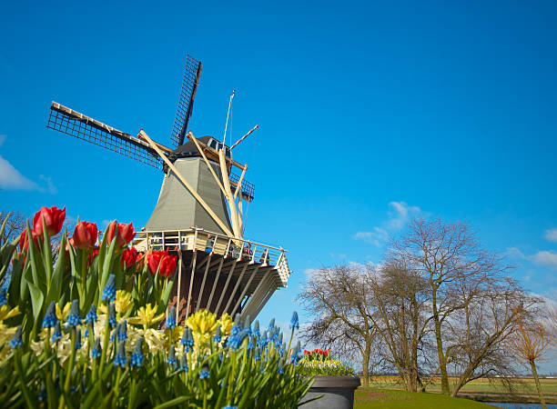 Dutch windmill and colorful tulips