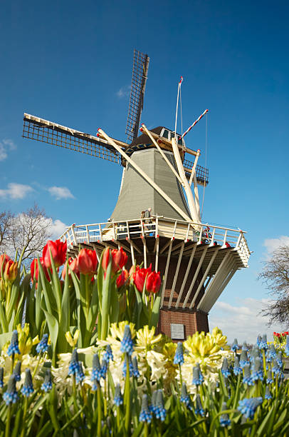 Dutch windmill and colorful tulips