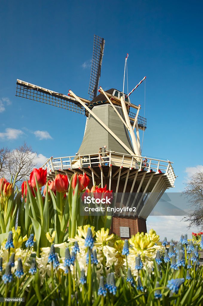 Dutch windmill and tulips Dutch windmill and colorful tulips Amsterdam Stock Photo
