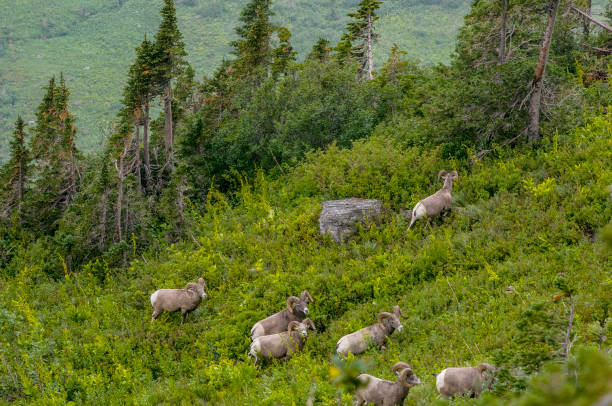 istock Bighorn Sheep Herd in Glacier National Park 1404466941