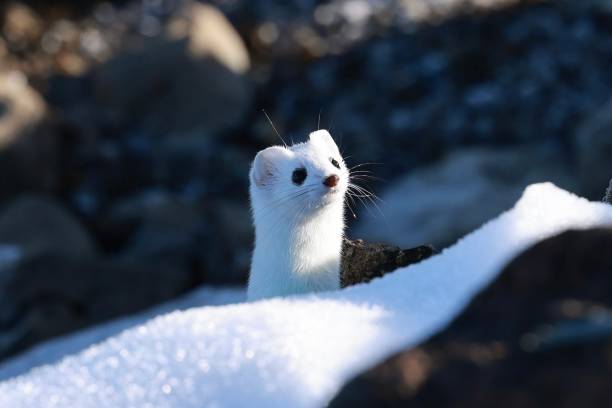 ermine Curious ermine stoat mustela erminea stock pictures, royalty-free photos & images