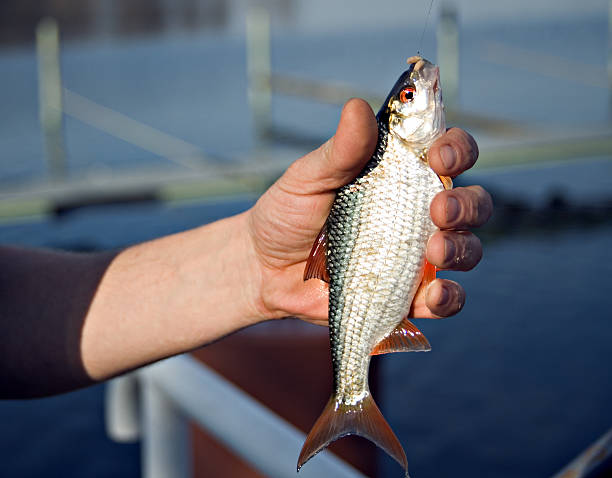 fish in hand stock photo