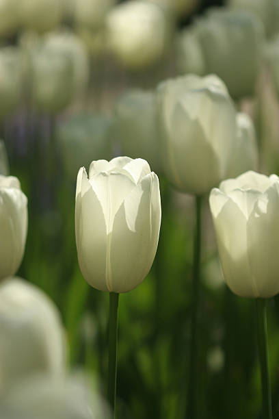 white tulips stock photo