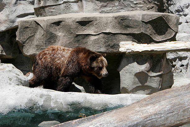 istock Grizzly Bear hunting for food 140447025