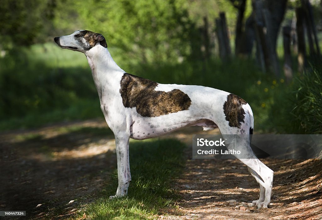 greyhound - Lizenzfrei England Stock-Foto