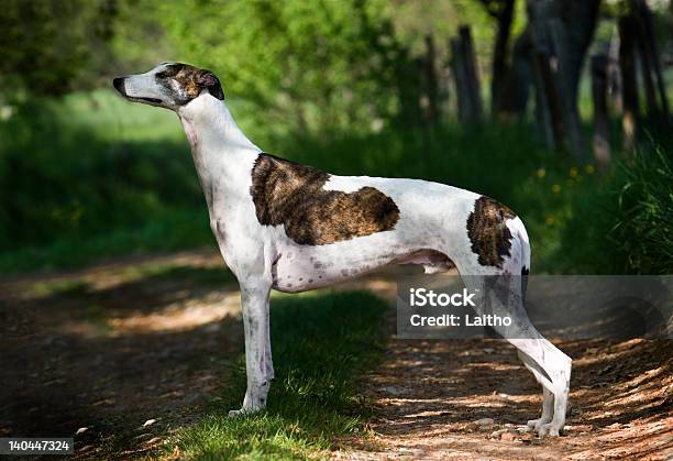 Greyhound Stockfoto und mehr Bilder von England - England, Greyhound - Hunderasse, Anfang