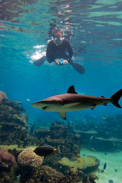 Photoshark Blacktip Reef Shark (Carcharhinus melanopterus) swimming over reef, with diver taking photo. blacktip reef shark stock pictures, royalty-free photos & images