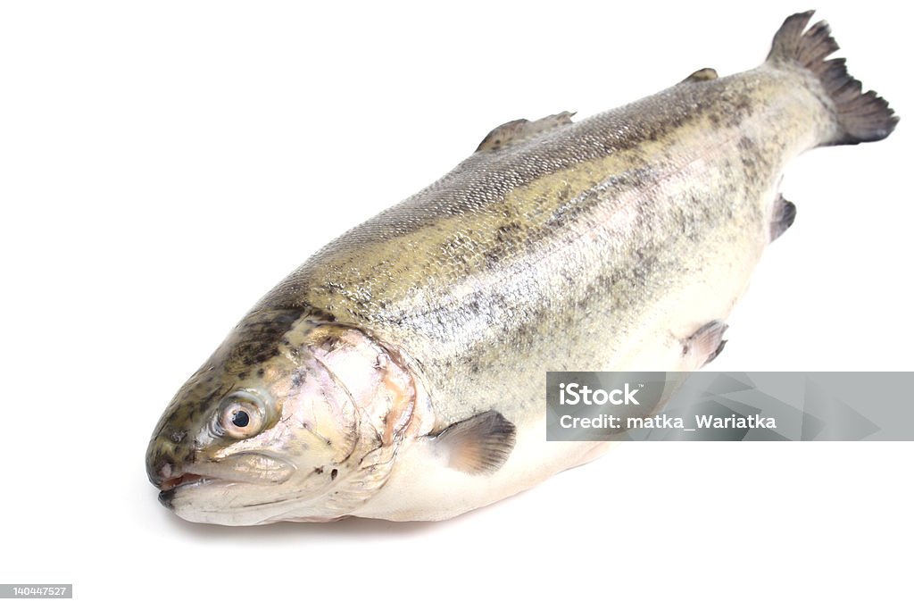 rainbow trout close-ups of raw rainbow trout isolated on white Animal Body Part Stock Photo