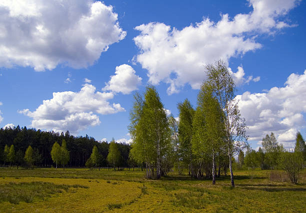 istock Landscape - Trees, Meadow in Day 140447537