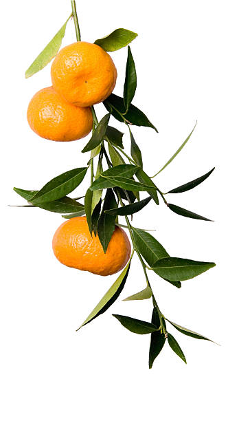 Mandarin branch Branch of tangerines isolated on white orange tree photos stock pictures, royalty-free photos & images