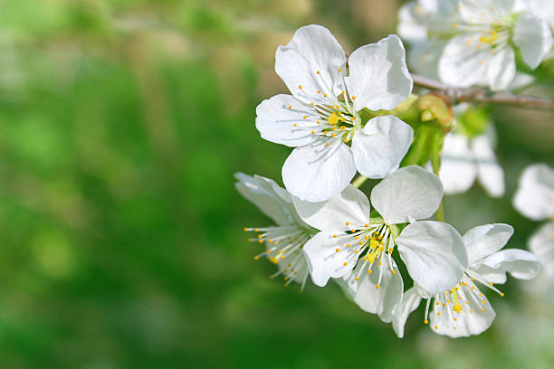 Flowers of cherry on a green background. Prunus cerasus. stock photo