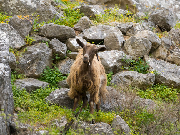 Wild goat stock photo