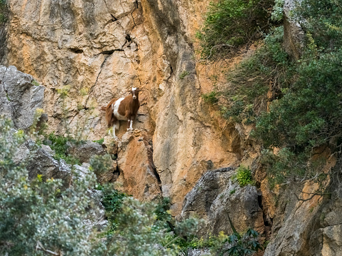 Wild goat at Ha gorge, Ierapetra, Crete
