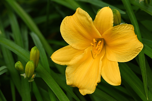 Yellow daylily flower and buds. Known as stella de oro -- said to be the most popular variety.