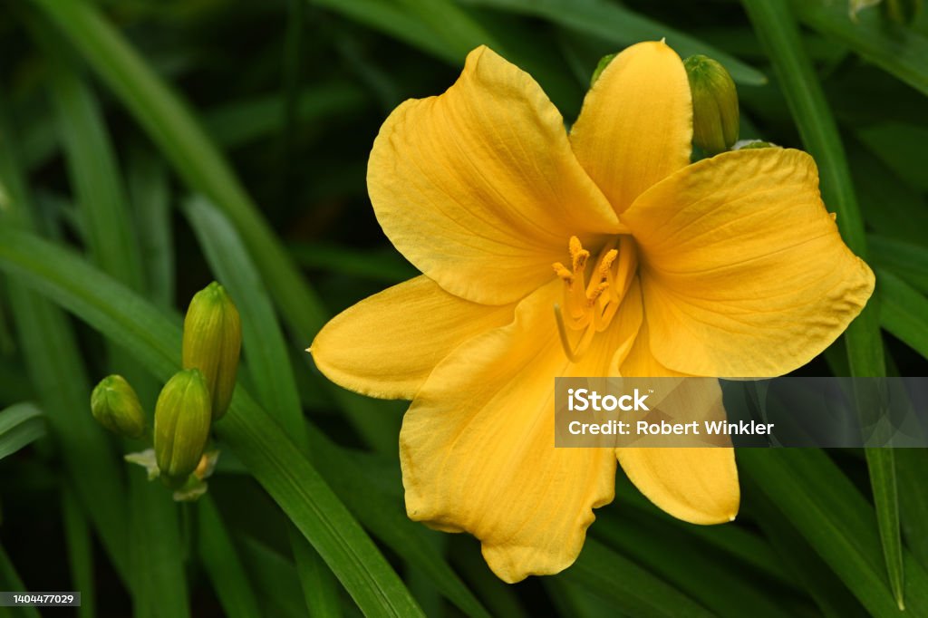 Daylily and buds (variety: stella de oro) Yellow daylily flower and buds. Known as stella de oro -- said to be the most popular variety. Day Lily Stock Photo