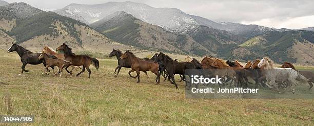 Cavalos E Espeletia Debandar - Fotografias de stock e mais imagens de Cavalo - Família do Cavalo - Cavalo - Família do Cavalo, Debandar, Animal