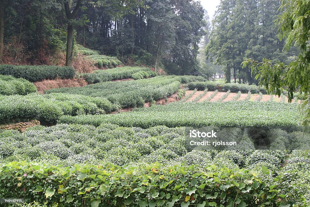 Plantación de té chino - Foto de stock de Camellia sinensis libre de derechos