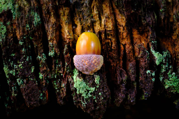 An acorn on an old stump in the forest