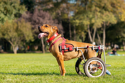 Handicapped dog in wheelchair at a park