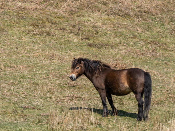 istock Exmoor pony in spring sunshine on Exmoor. 1404479789