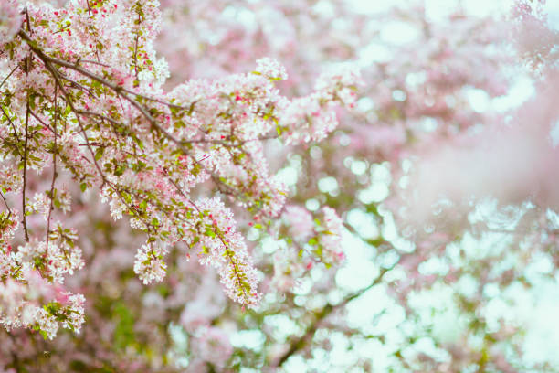 istock sakura outdoors in city park 1404479895