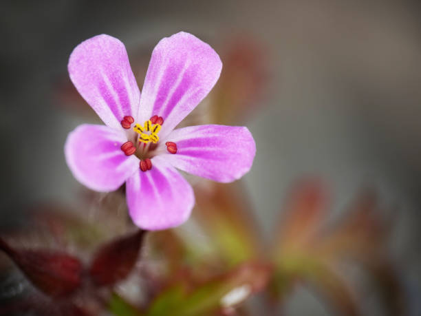 istock Herb robert aka Geranium robertianum. Macro of flower. 1404479908