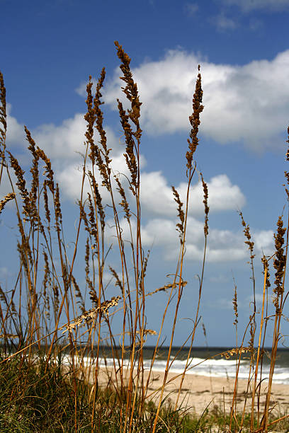 istock sea oats by the sandy shore 140447993