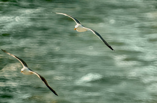 View of two seagull flying after a ferry.