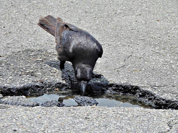 Fish Crow (Corvus ossifragus) drinking water on a hot day from a puddle in the street. Fish Crow - profile fish crow stock pictures, royalty-free photos & images