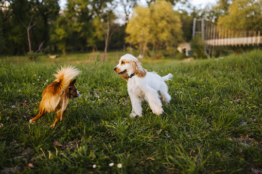 Two cute cheerful dogs running and playing together in green grass