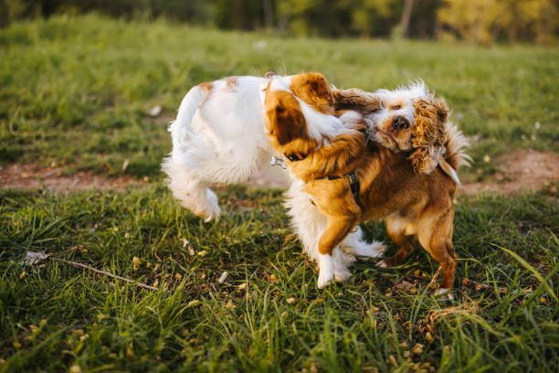 dwa urocze wesołe psy biegające i bawiące się razem w zielonej trawie - spring bud horizontal color image zdjęcia i obrazy z banku zdjęć