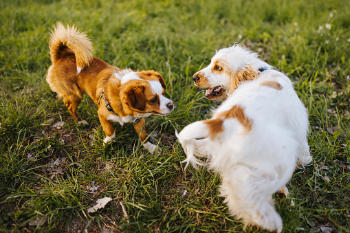 Two cute cheerful dogs running and playing together in green grass
