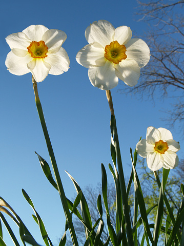 Tall spring jonquils (Narcissus jonquilla) are shown in late afternoon, sun-lit from behind.  DSLR image from Eastern Pennsylvania in April. The photo is from a low angle, or 