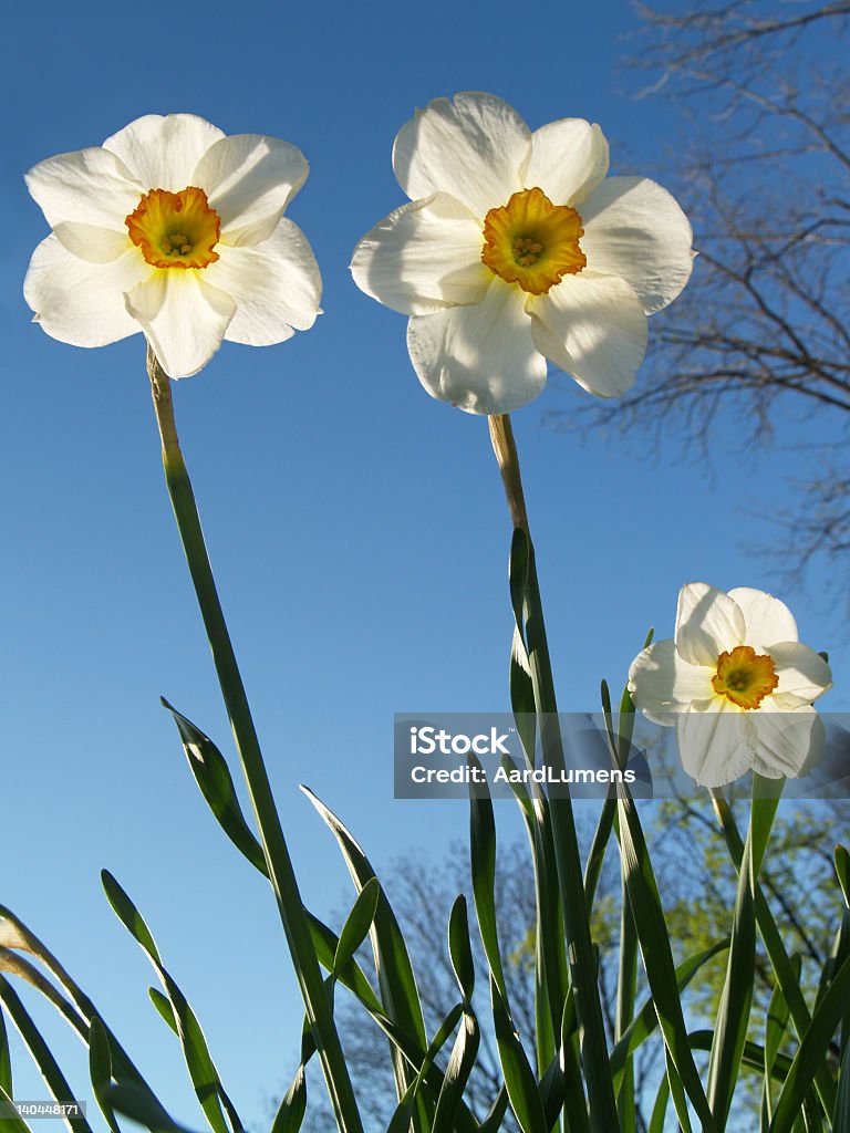 Powrót oświetloną Jonquils osiągać Skywards w Pensylwanii Spring - Zbiór zdjęć royalty-free (Aspiracje)