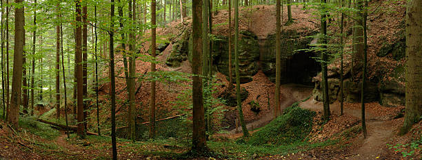 Foresta mistica - foto stock