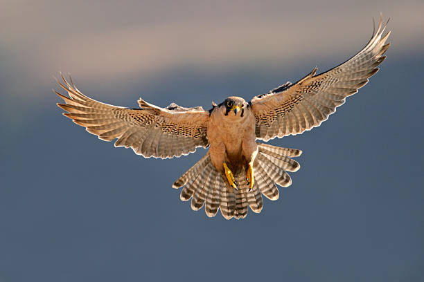 Lanner falcon landing A lanner falcon (Falco biarmicus) landing with outstretched wings, South Africa bird of prey photos stock pictures, royalty-free photos & images