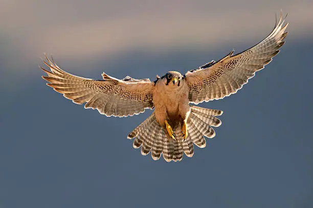 A lanner falcon (Falco biarmicus) landing with outstretched wings, South Africa