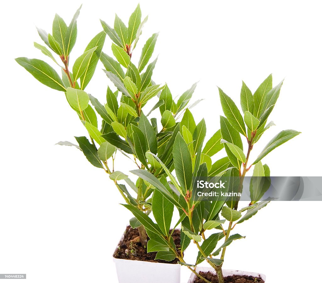 Laurel árvores cozinha pequena planta - Foto de stock de Arbusto royalty-free